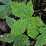 Geranium nodosum Blad