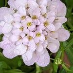 Iberis umbellata Flower