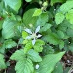 Rubus ursinus 花
