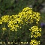 Biscutella flexuosa Blomma