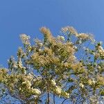 Cordia alliodora Blad