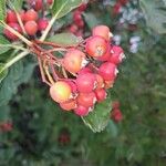 Sorbus mougeotii Gyümölcs