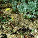 Crepis suffreniana Habitatea