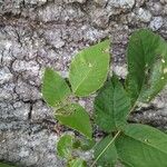 Toxicodendron radicansЛіст