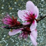 Prunus persica Blüte