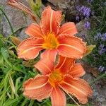 Hemerocallis fulvaFlower