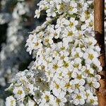 Spiraea × vanhouttei Õis