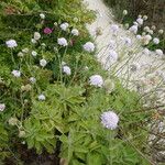 Scabiosa africana Hostoa