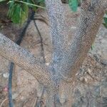 Citrus × aurantiifolia Bark