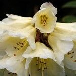 Rhododendron irroratum Цвят