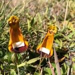 Calceolaria uniflora Λουλούδι