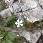 Heliosperma pusillum Flower