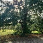 Taxus brevifolia Habitat