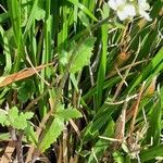 Arabis alpina Yeri