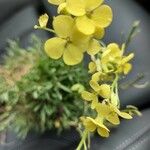 Erysimum odoratum花