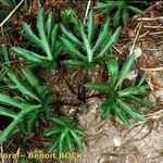 Viola pinnata Habit