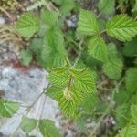 Rubus pruinosus Frunză