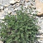 Medicago littoralis Flower