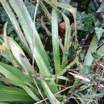 Iris foetidissima Leaf