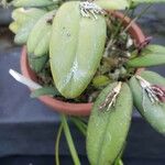 Acianthera pubescens Лист