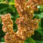 Rumex longifolius Flower