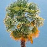 Trachycarpus fortunei Folha