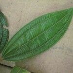 Miconia tschudyoides Leaf