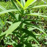 Polygonatum verticillatum Deilen