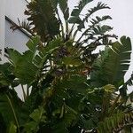 Strelitzia nicolai Συνήθη χαρακτηριστικά