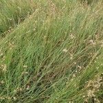 Themeda triandra Fuelha