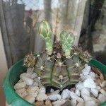 Gymnocalycium mihanovichii 叶