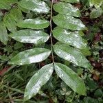 Simarouba amara Leaf