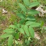 Apocynum androsaemifolium Leaf