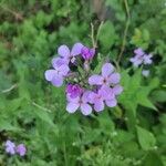 Hesperis matronalisപുഷ്പം