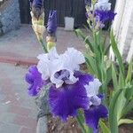 Iris × germanica Λουλούδι