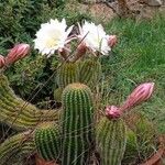 Echinopsis schickendantzii Flor