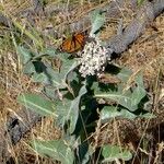 Asclepias eriocarpa Alkat (teljes növény)