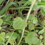 Veronica sublobata Leaf