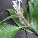 Psychotria medusula Altro