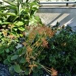 Kalanchoe velutina Outro