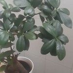 Ficus retusaBlatt