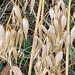 Avena sativa Fruitua