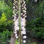 Eremurus robustus Fleur