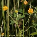 Trifolium patens Anders