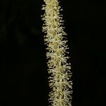 Schoenocaulon officinale Flower
