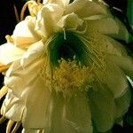 Selenicereus grandiflorus 花