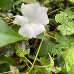 Thunbergia laevis Õis