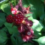 Rubus phoenicolasius Mbuma