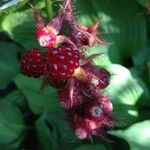 Rubus phoenicolasius Fruto