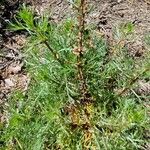 Artemisia campestris Habit